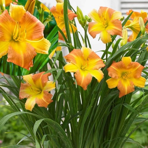 Hemerocallis 'EveryDaylily Punch Yellow' - Päevaliilia 'EveryDaylily Punch Yellow' C2/2L